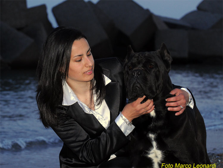 Allevamento Valle del Mela  - Cane Corso