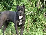 Allevamento Cane Corso